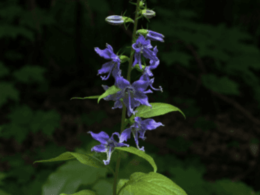 Creeping Bellflower