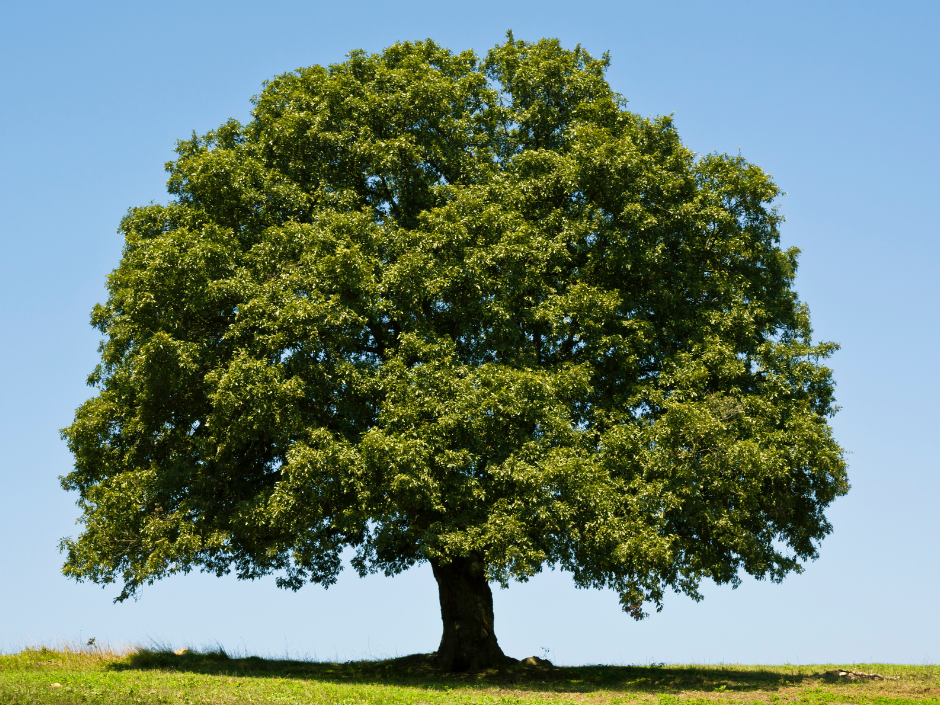 Untitled design - 2023-12-22T091137.226