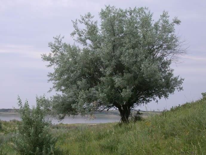 Russian Olive