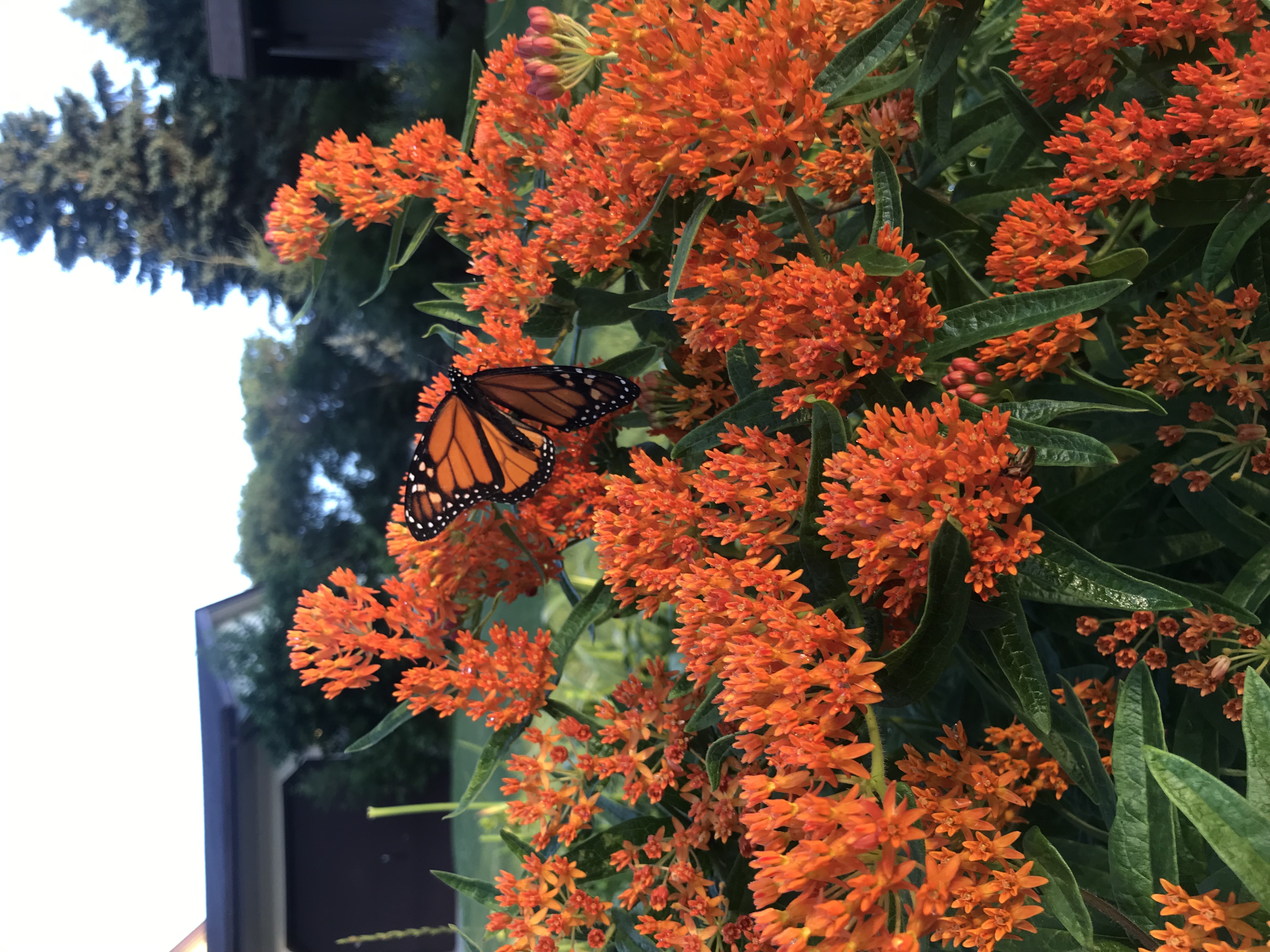 IMG_0225_BWeed w.monarch