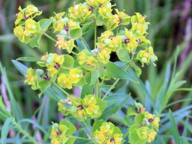 Leafy Spurge