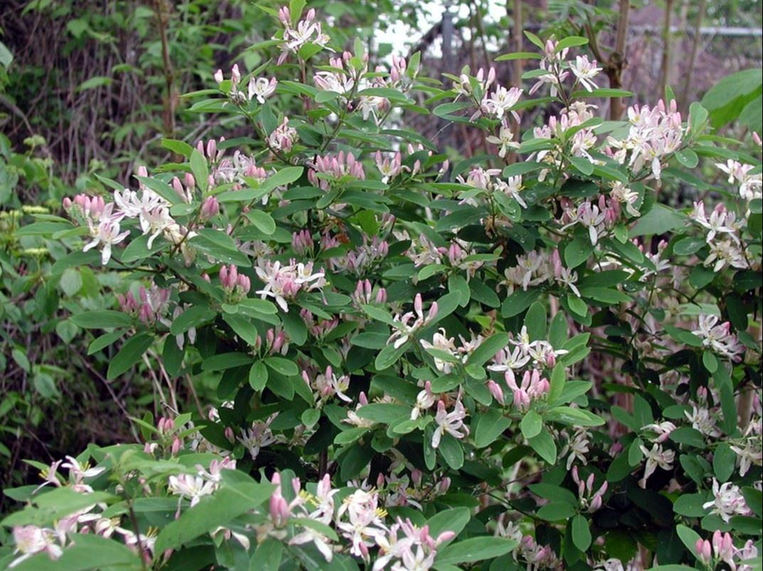tartarian honeysuckle
