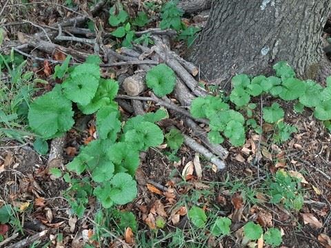 Garlic Mustard