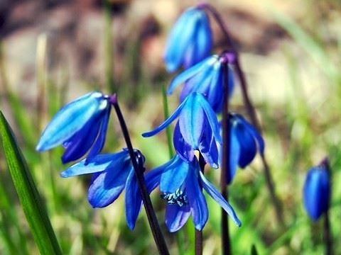 Siberian Squill