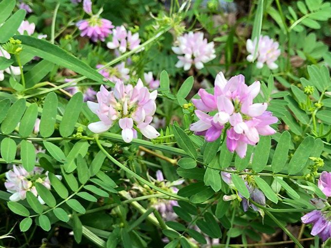 crown vetch
