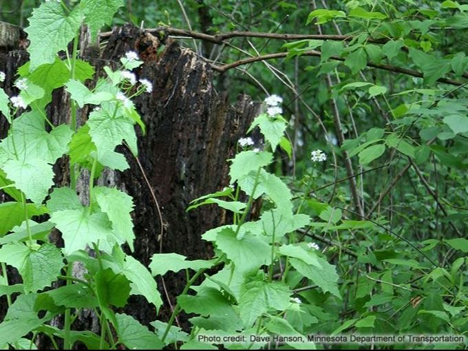 Garlic Mustard