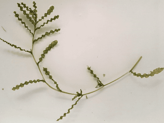 curly pondweed