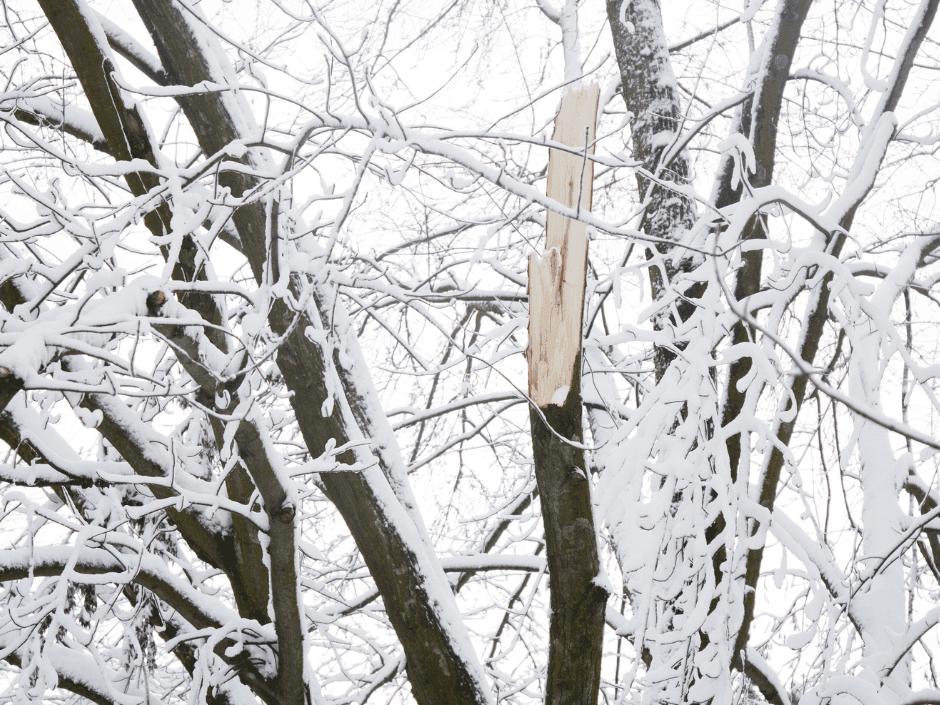 Snow Damaged tree
