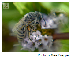 Pollinator of the week