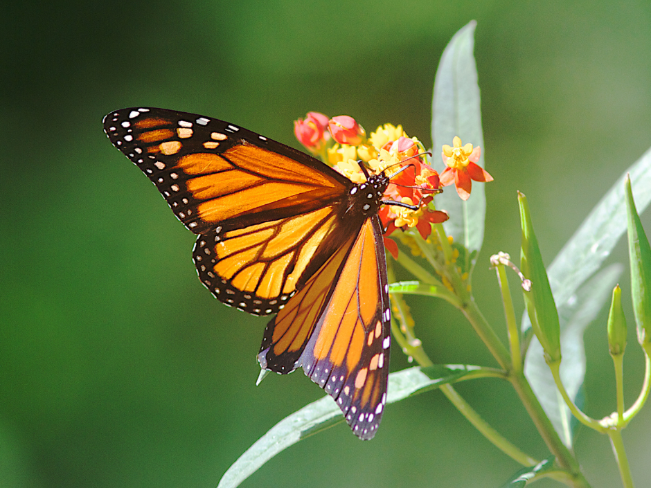 Butterfly Milkweed