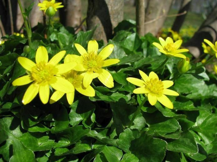 Lesser Celandine