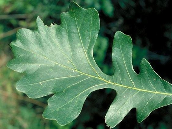 Burr Oak