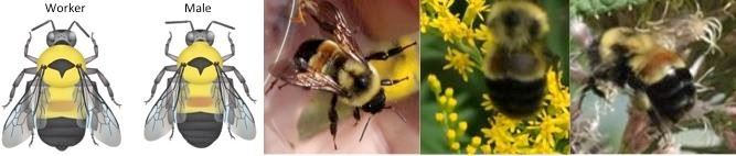 Rusty Patched Bumble Bee