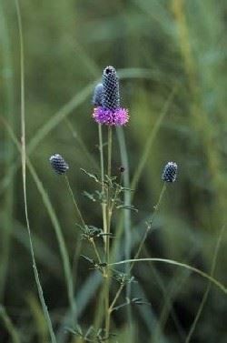 purple prairie clover