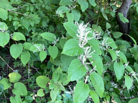 Knotweed