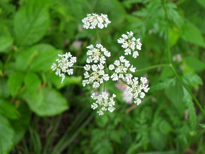 japanese hedge parsley