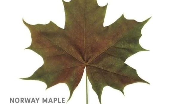 Norway Maple