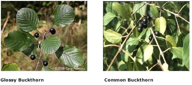Glossy and Common Buckthorn