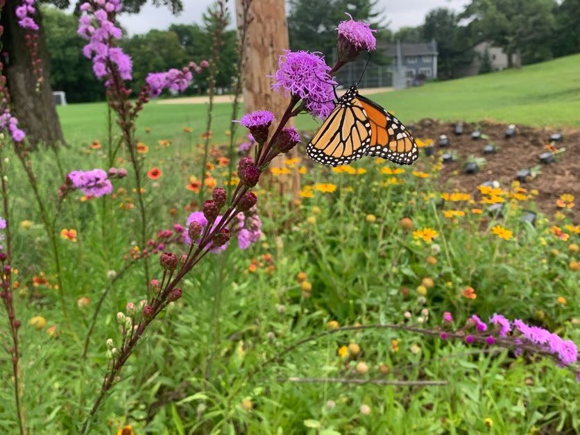 Butterfly on a native planting